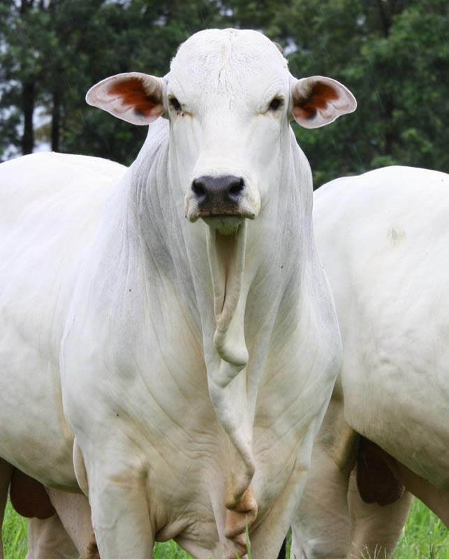 Assistência técnica e gerencial para cria de bovinos cpa